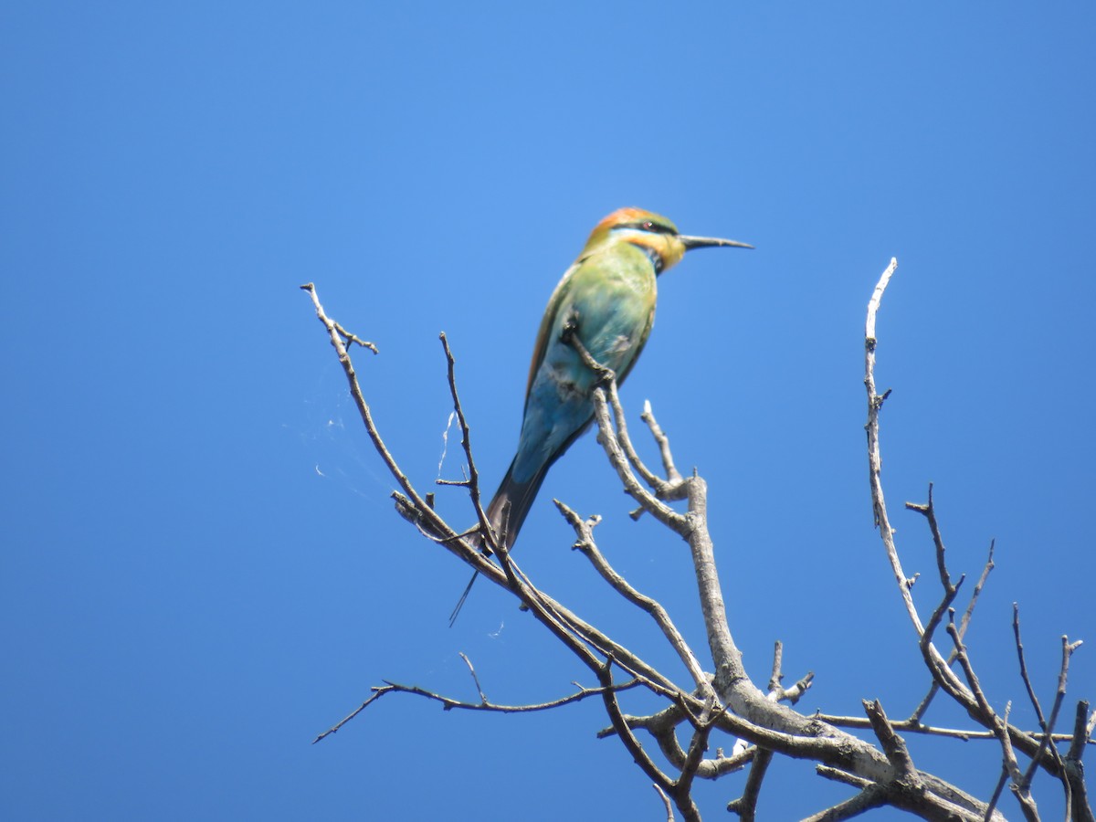 Rainbow Bee-eater - ML642990059