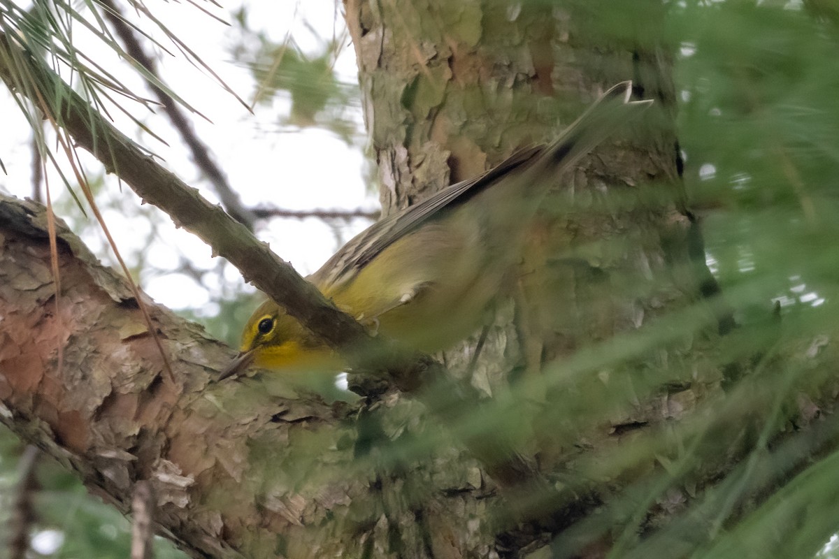 Pine Warbler - ML642990062
