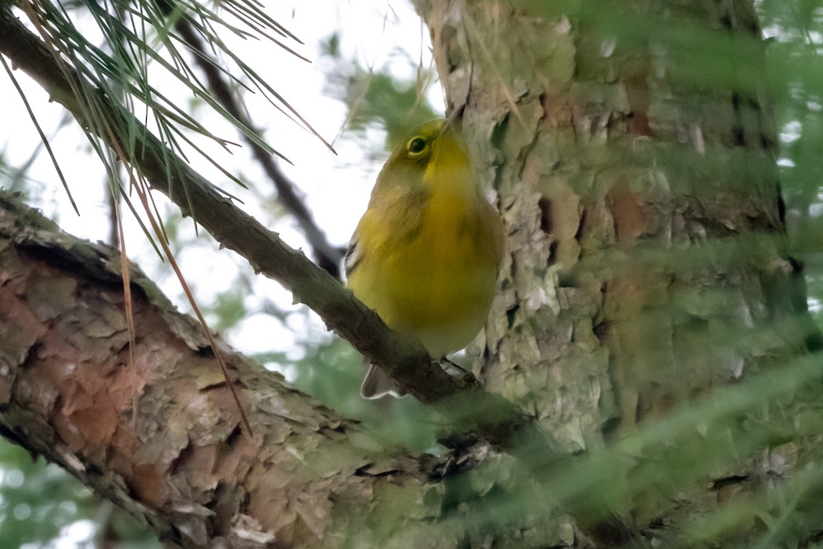 Pine Warbler - ML642990063