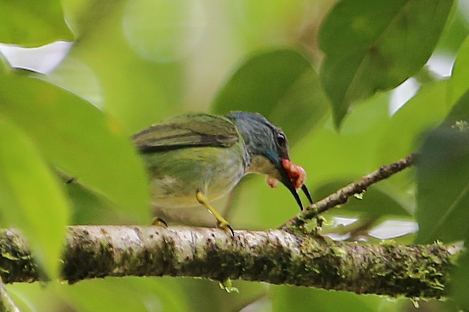 Shining Honeycreeper - ML642990069