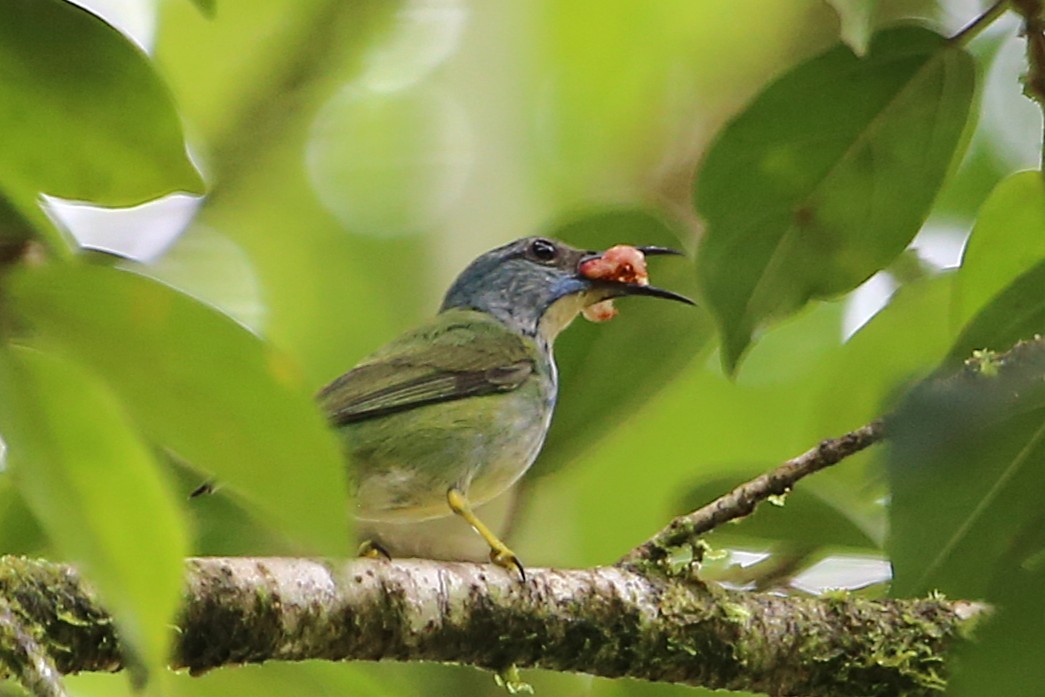 Shining Honeycreeper - ML642990070