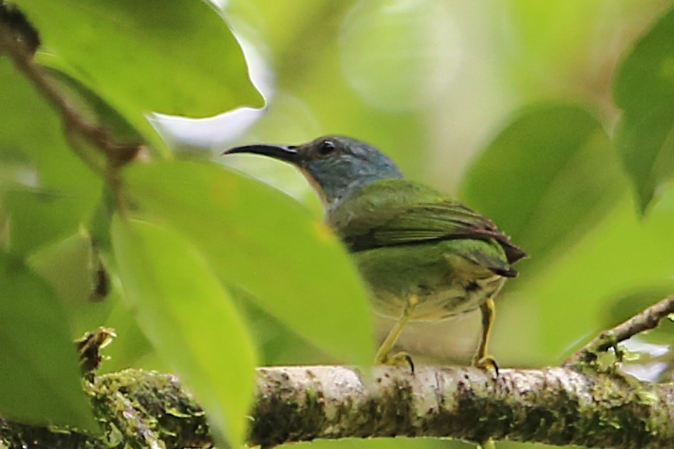 Shining Honeycreeper - ML642990071