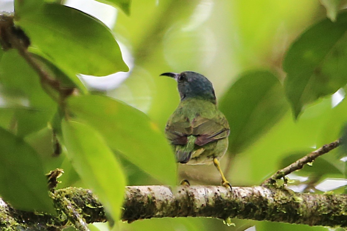 Shining Honeycreeper - ML642990072