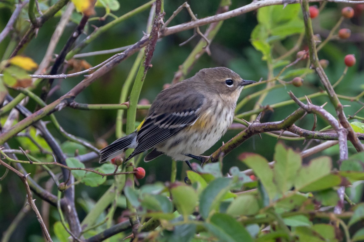 Yellow-rumped Warbler - ML642990077