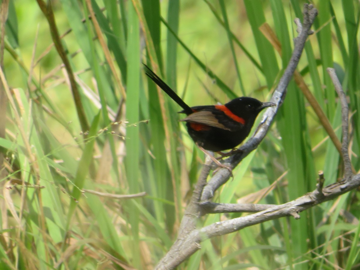 Red-backed Fairywren - ML642990079