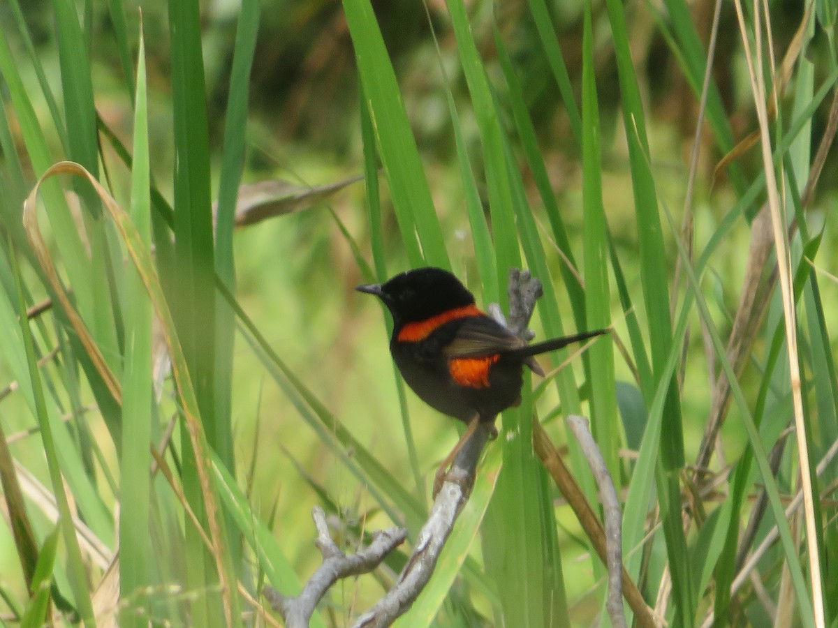 Red-backed Fairywren - ML642990080