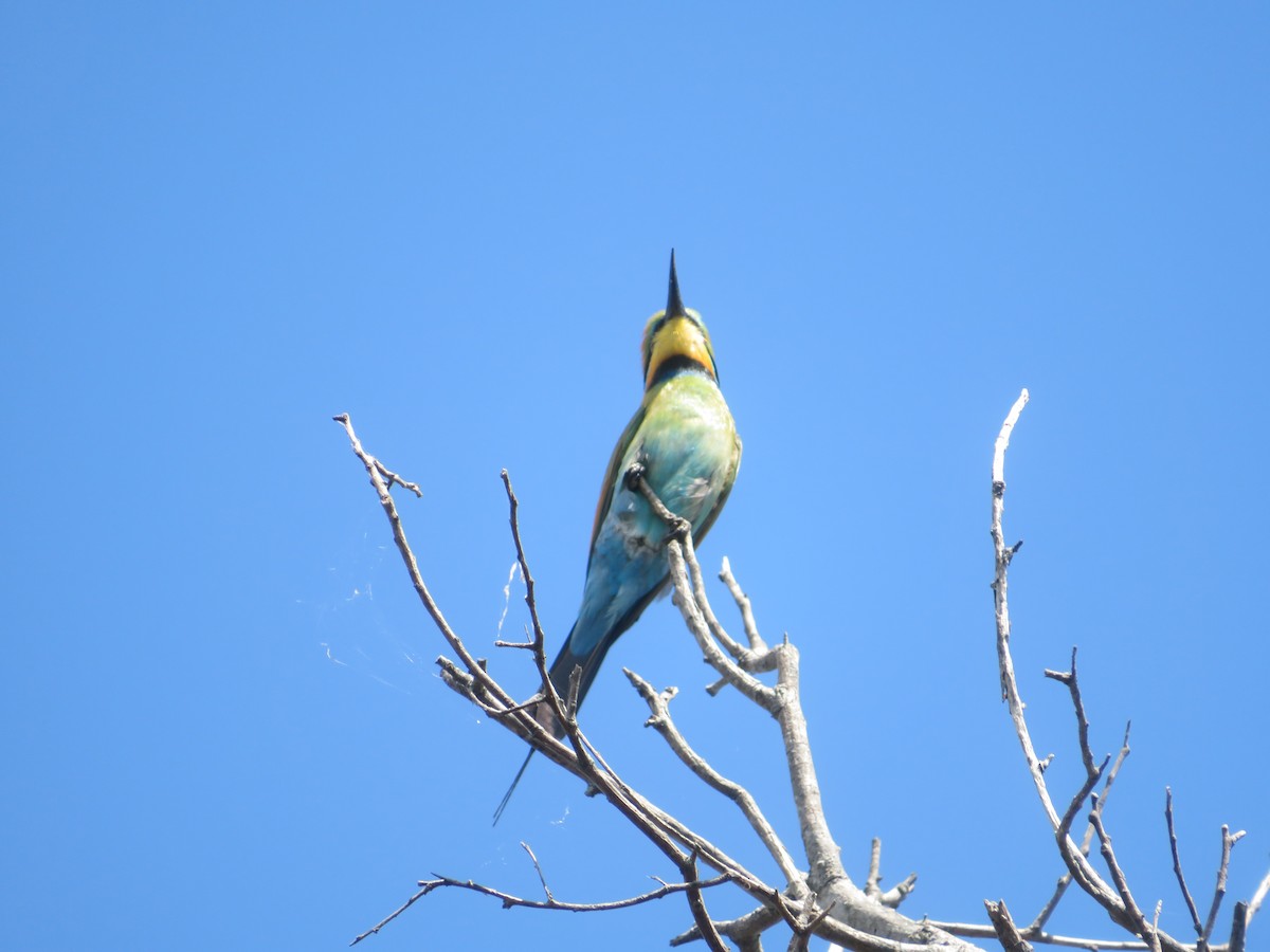 Rainbow Bee-eater - ML642990103
