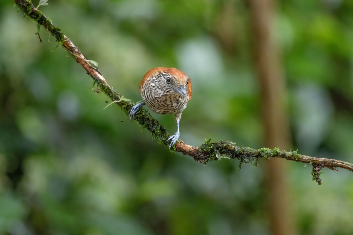 Bar-crested Antshrike - ML642990119