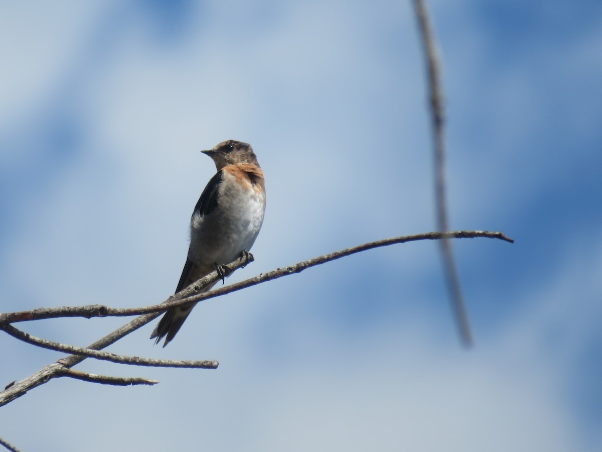 Welcome Swallow - ML642990131