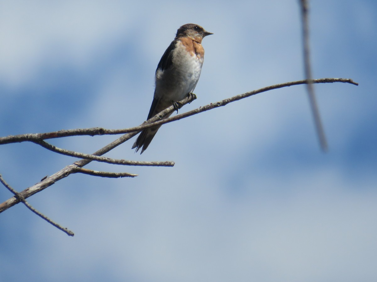 Welcome Swallow - ML642990132