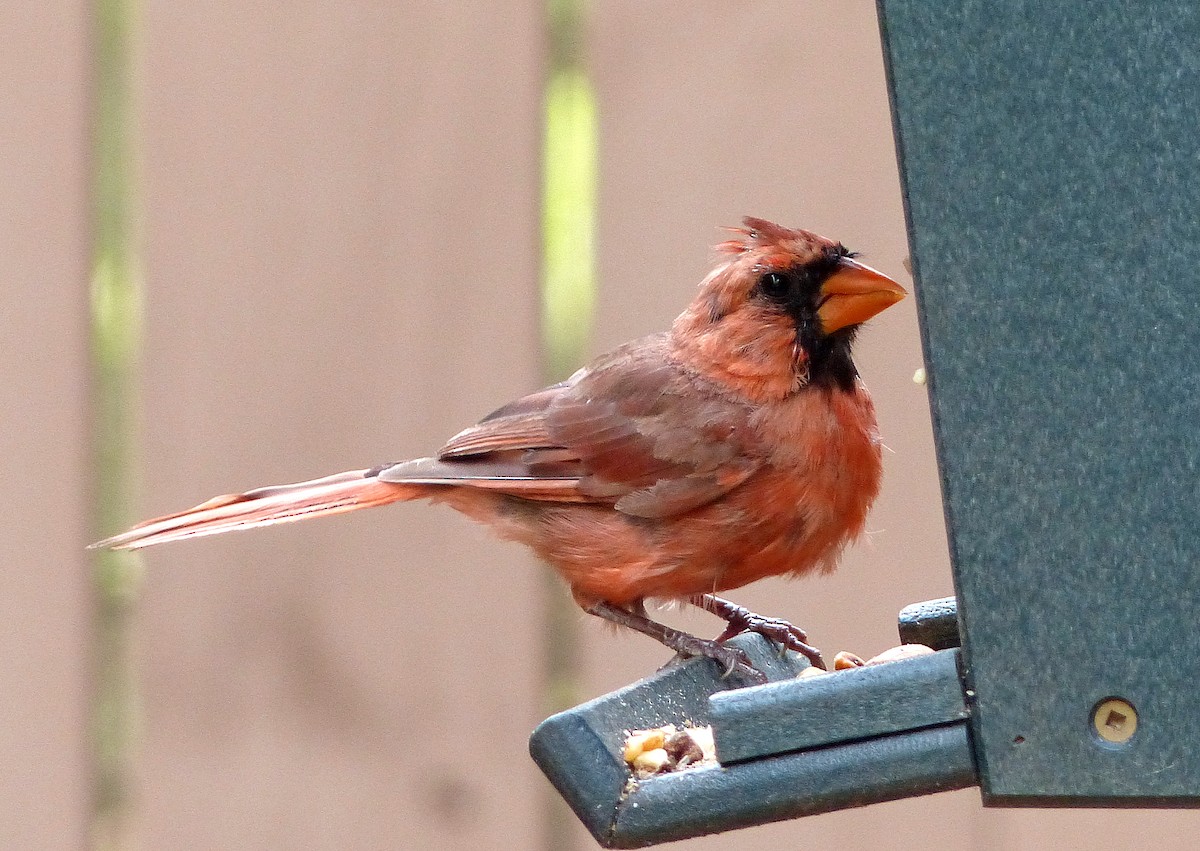 Northern Cardinal - ML642990133