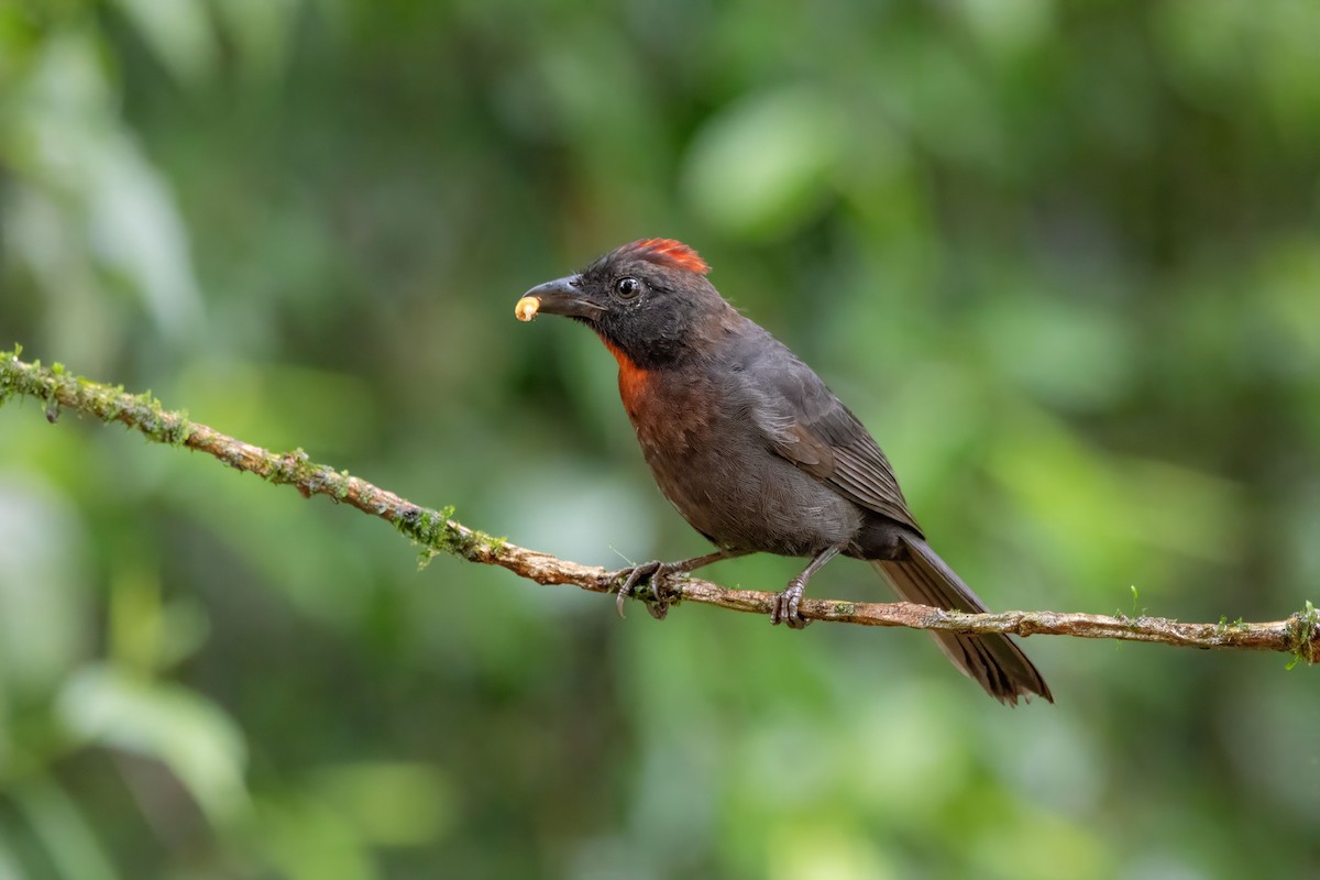 Sooty Ant-Tanager - ML642990135