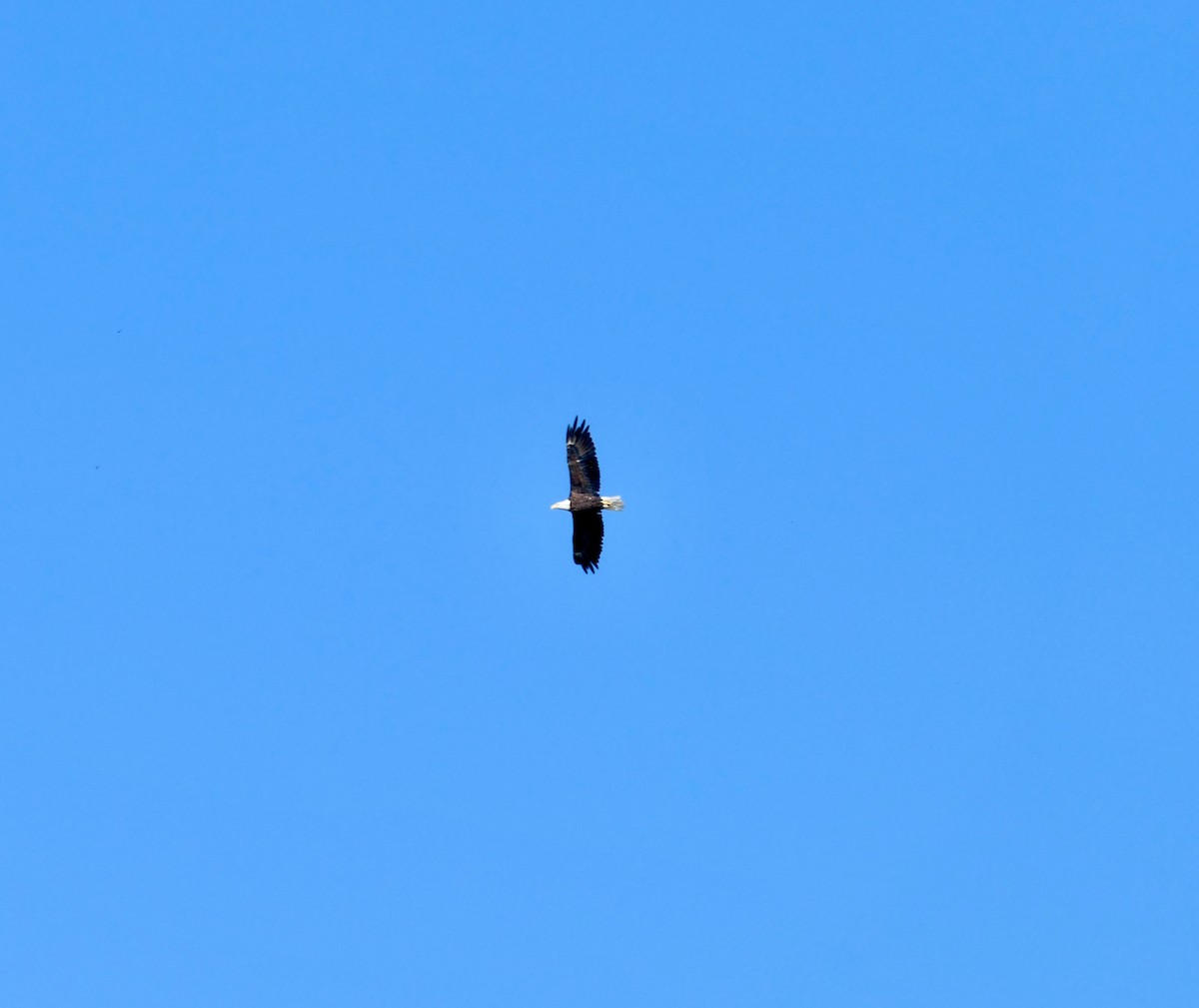 Bald Eagle - ML642990153