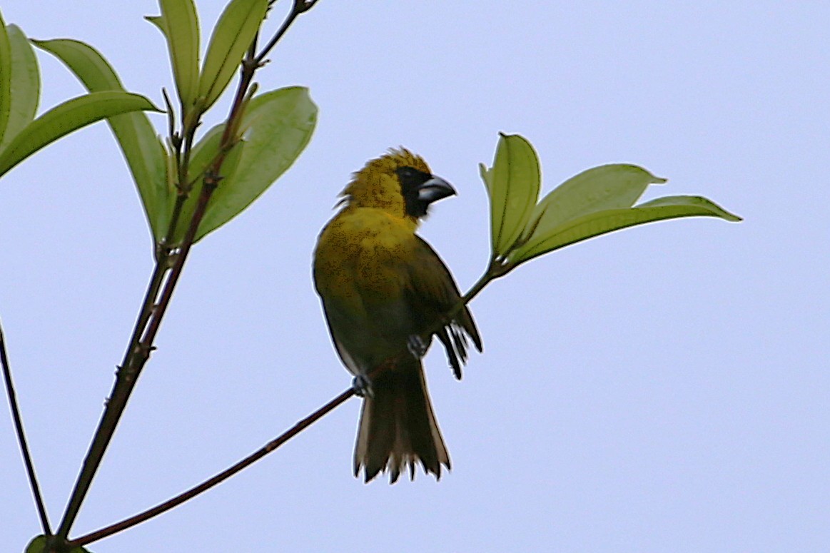 シロハラキミドリイカル - ML642990158