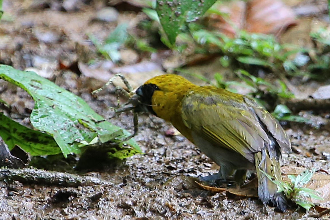 シロハラキミドリイカル - ML642990159