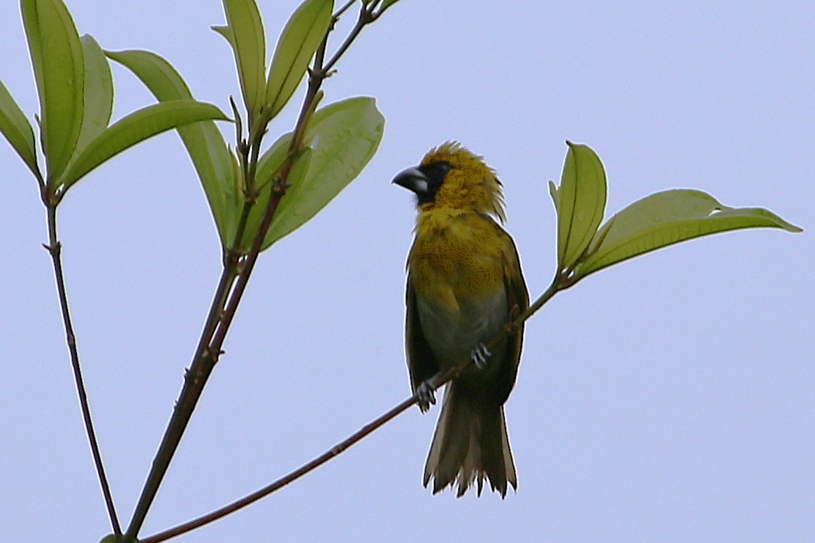 シロハラキミドリイカル - ML642990160