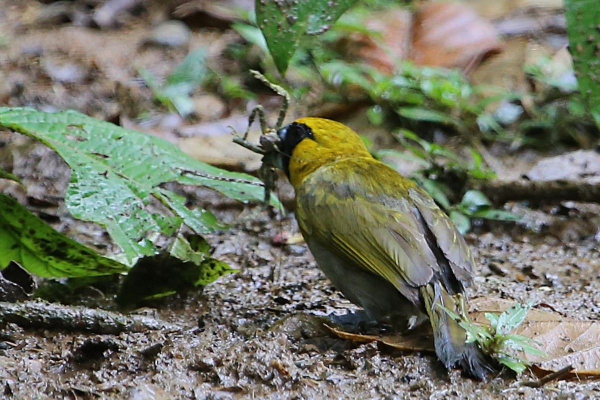 シロハラキミドリイカル - ML642990161