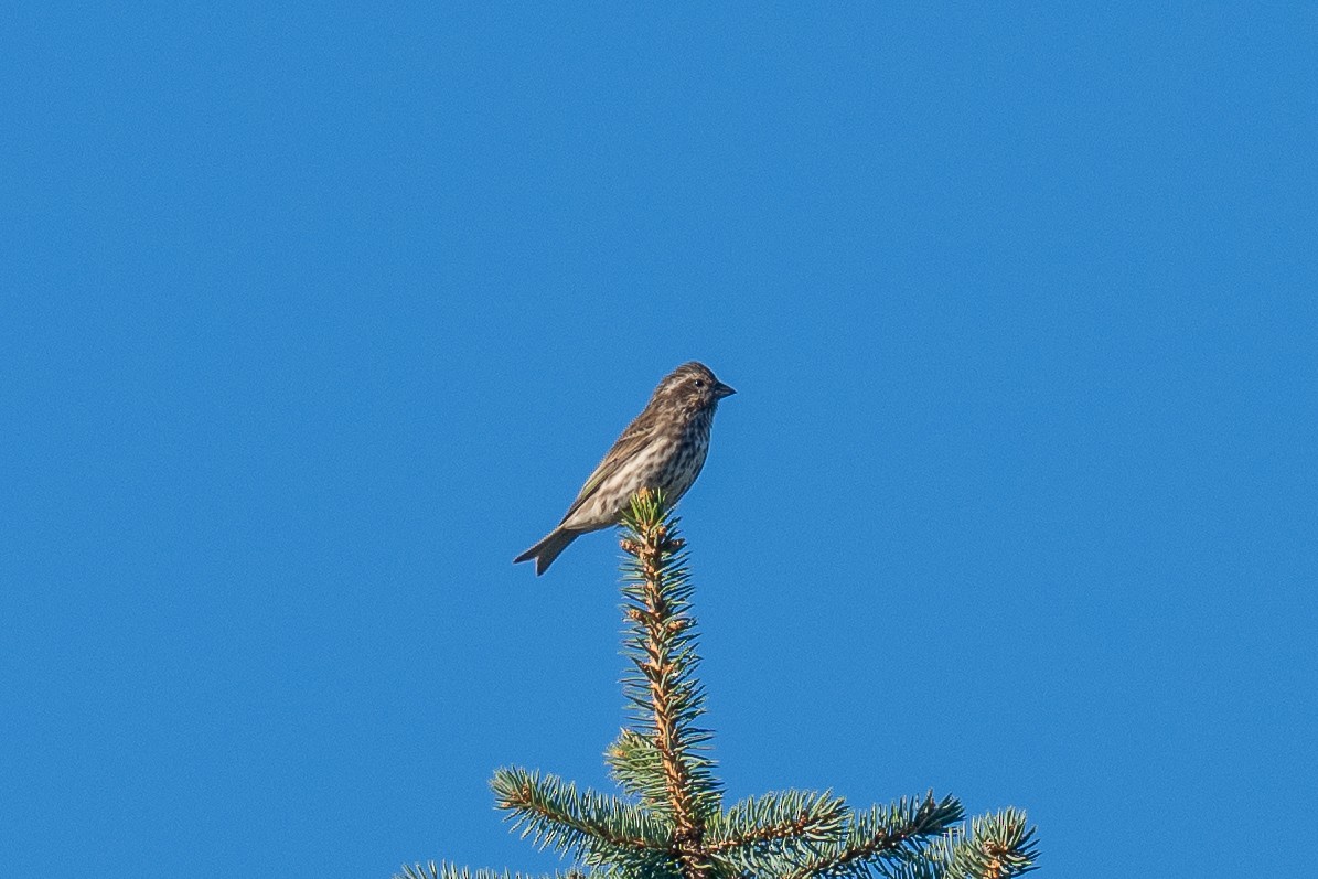 Purple Finch - ML642990188