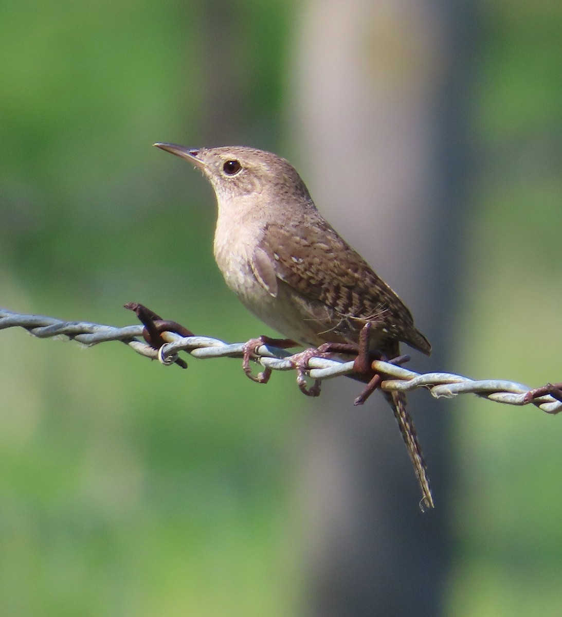 Northern House Wren - ML642990189