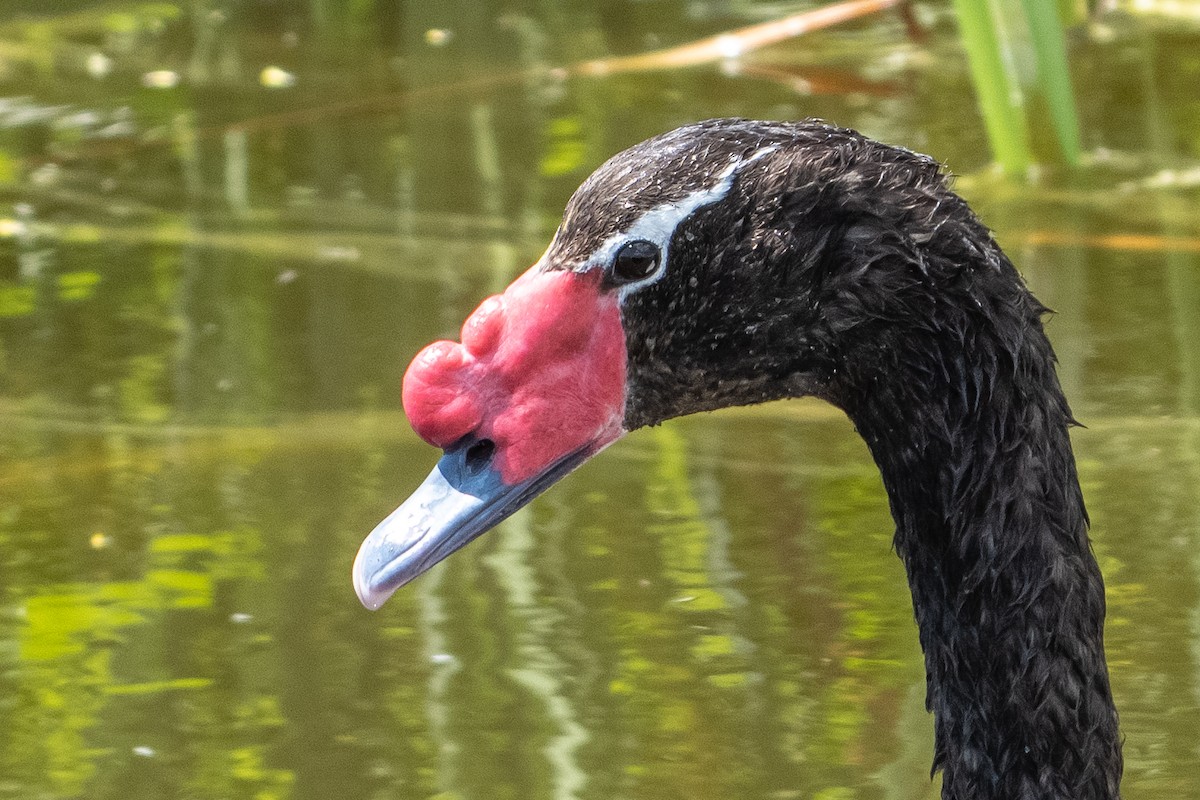 Black-necked Swan - ML642990191
