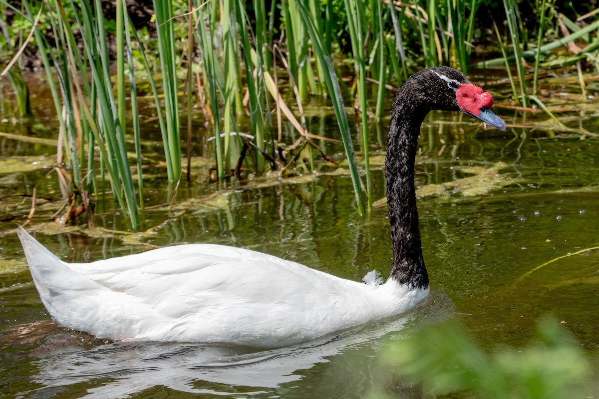 Black-necked Swan - ML642990192