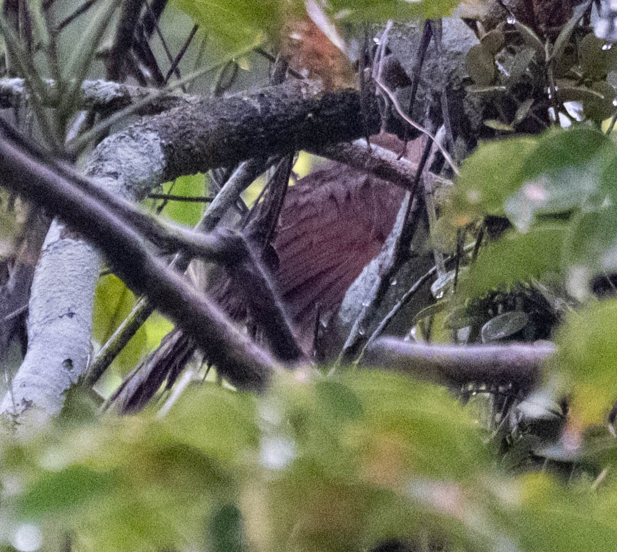 Little Cuckoo - ML642990198