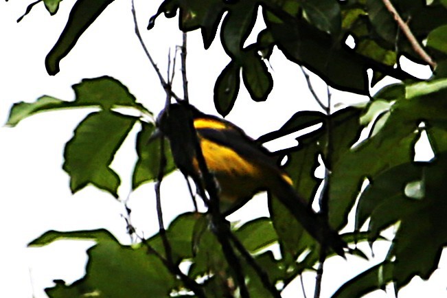 Black-cowled Oriole - ML642990207