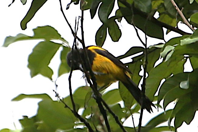 Black-cowled Oriole - ML642990208