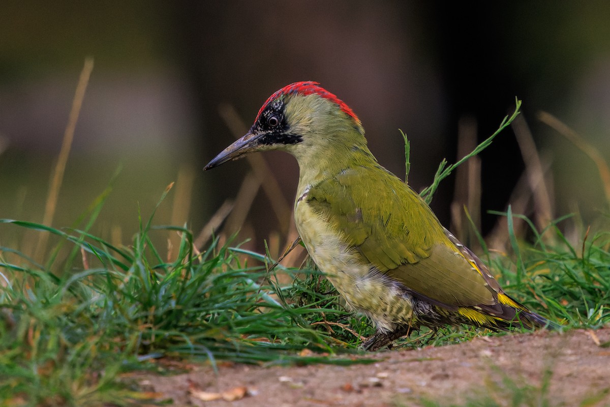 Eurasian Green Woodpecker - ML642990209