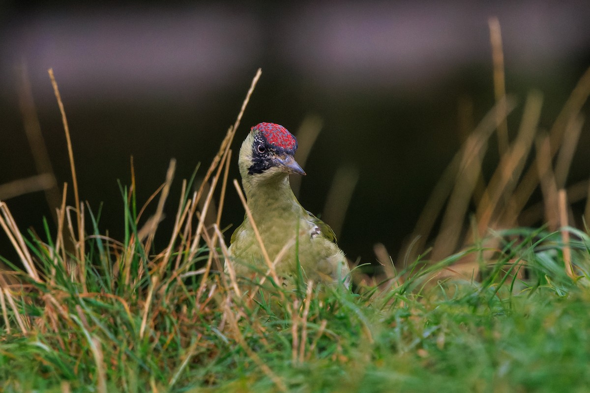 Eurasian Green Woodpecker - ML642990212