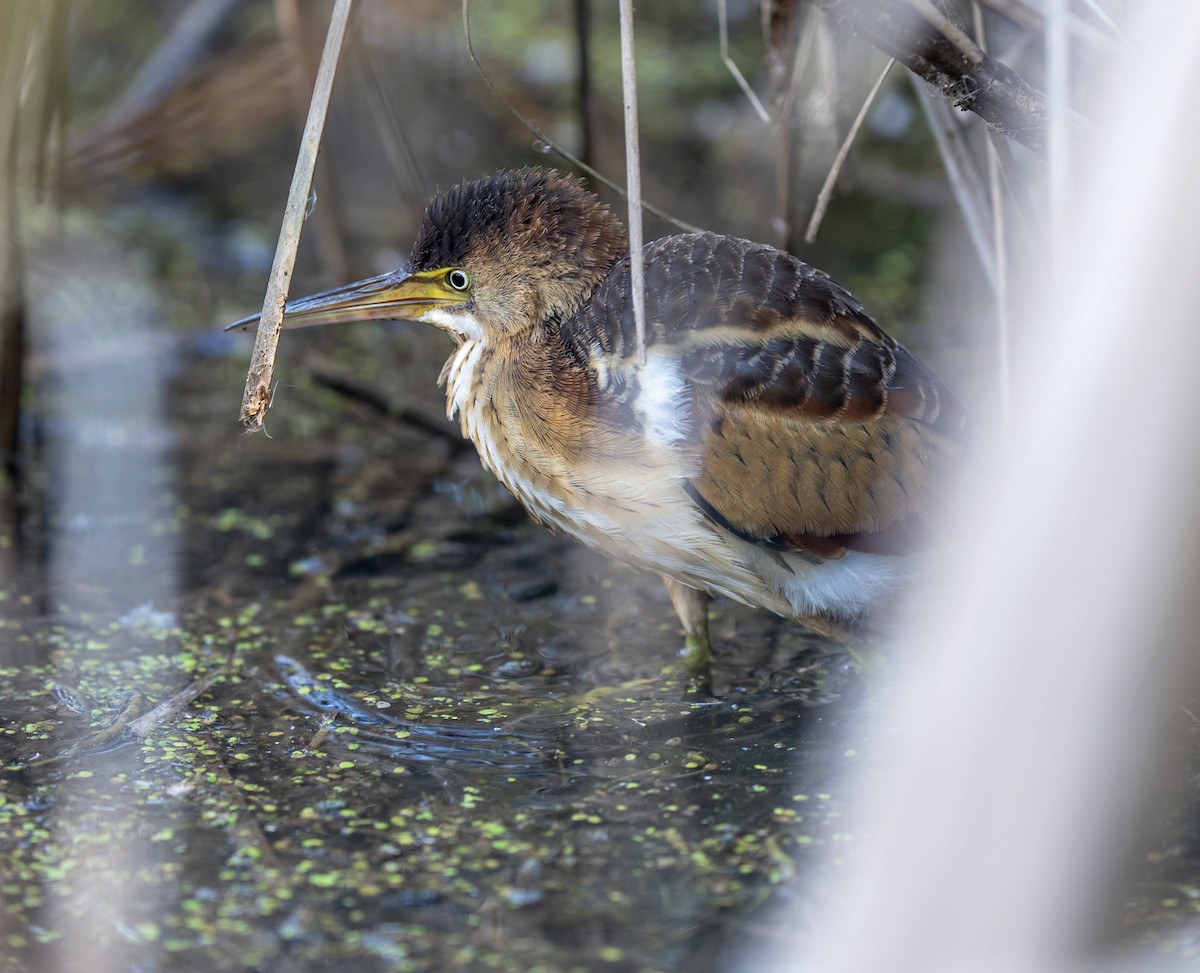 Least Bittern - ML642990214