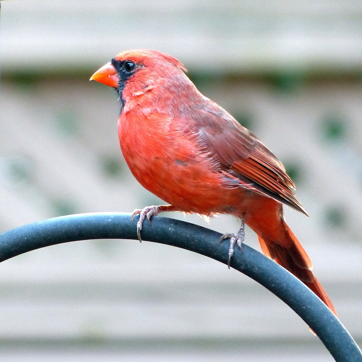 Northern Cardinal - ML642990216