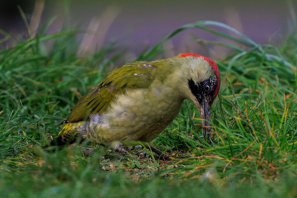 Eurasian Green Woodpecker - ML642990218