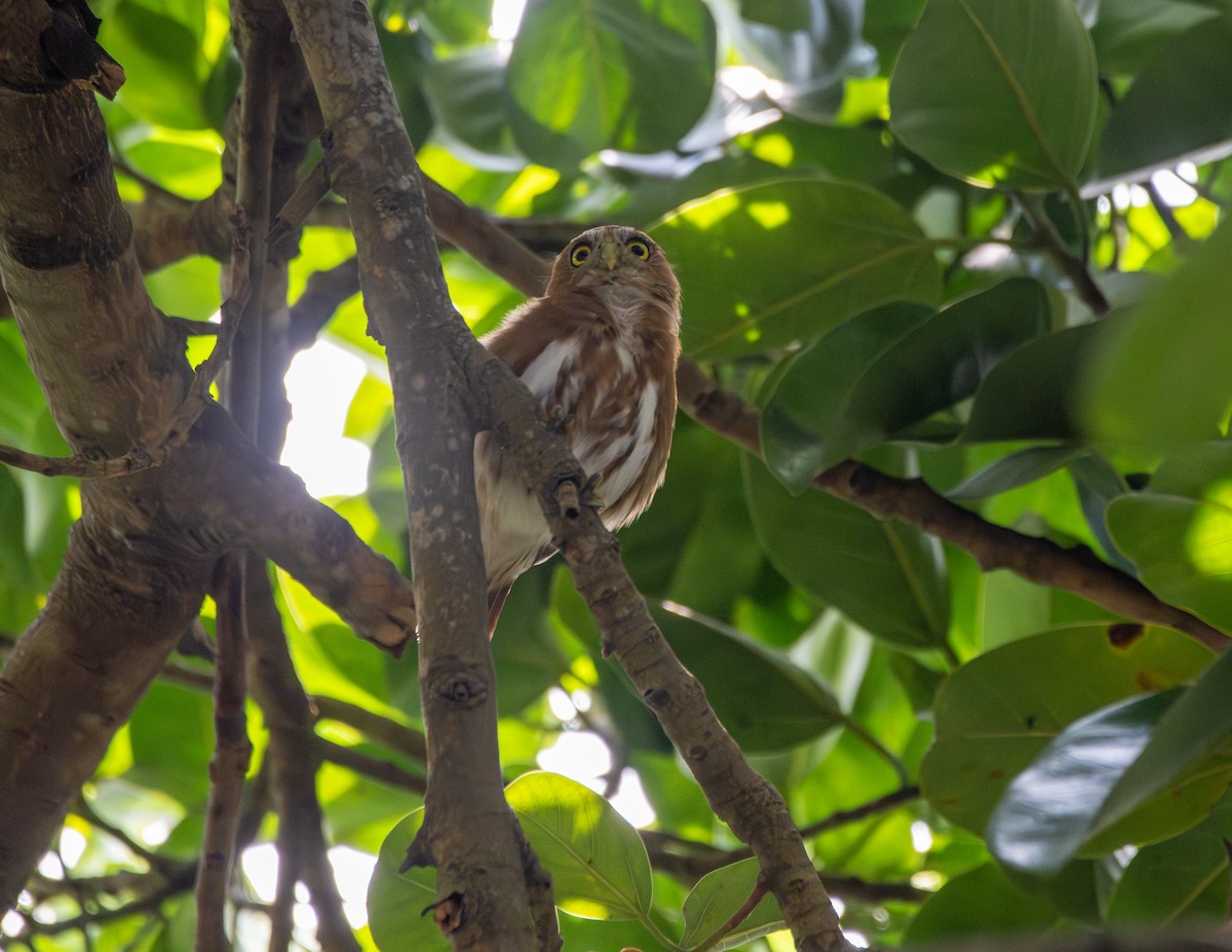 Ferruginous Pygmy-Owl - ML642990219