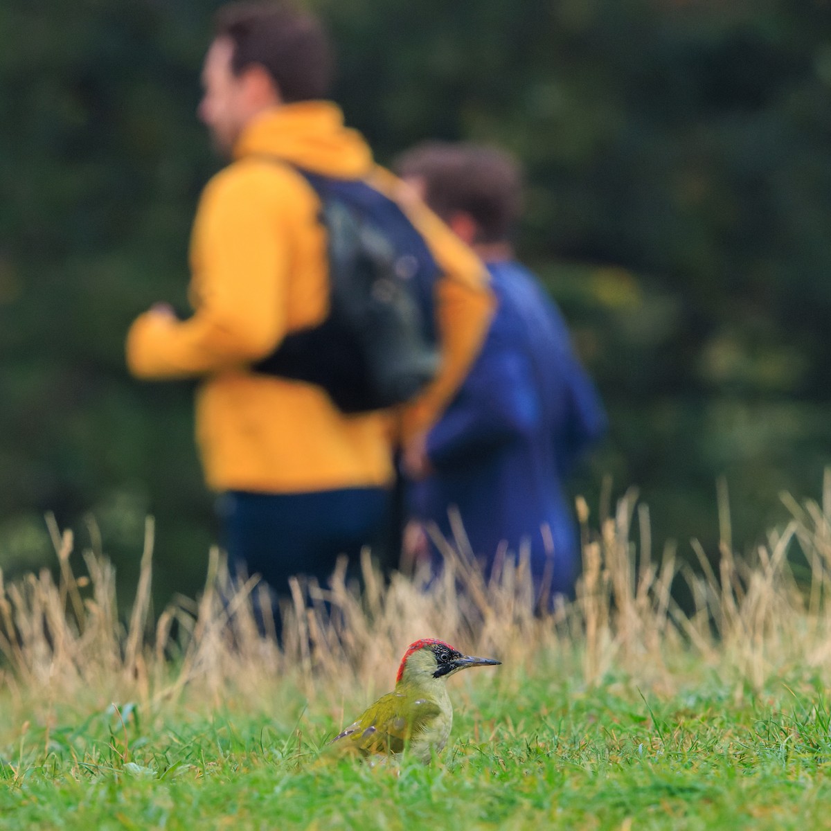Eurasian Green Woodpecker - ML642990221
