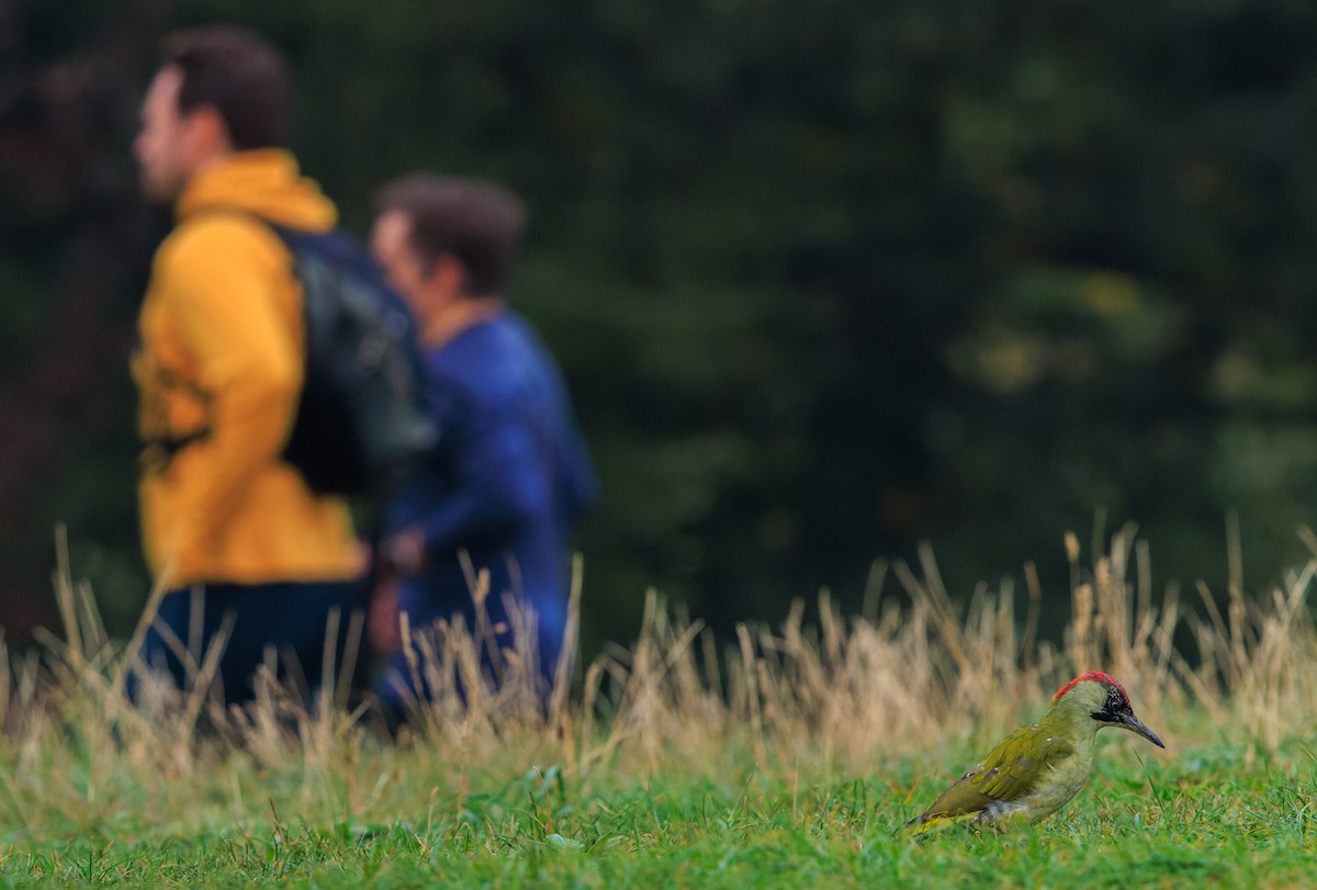 Eurasian Green Woodpecker - ML642990222