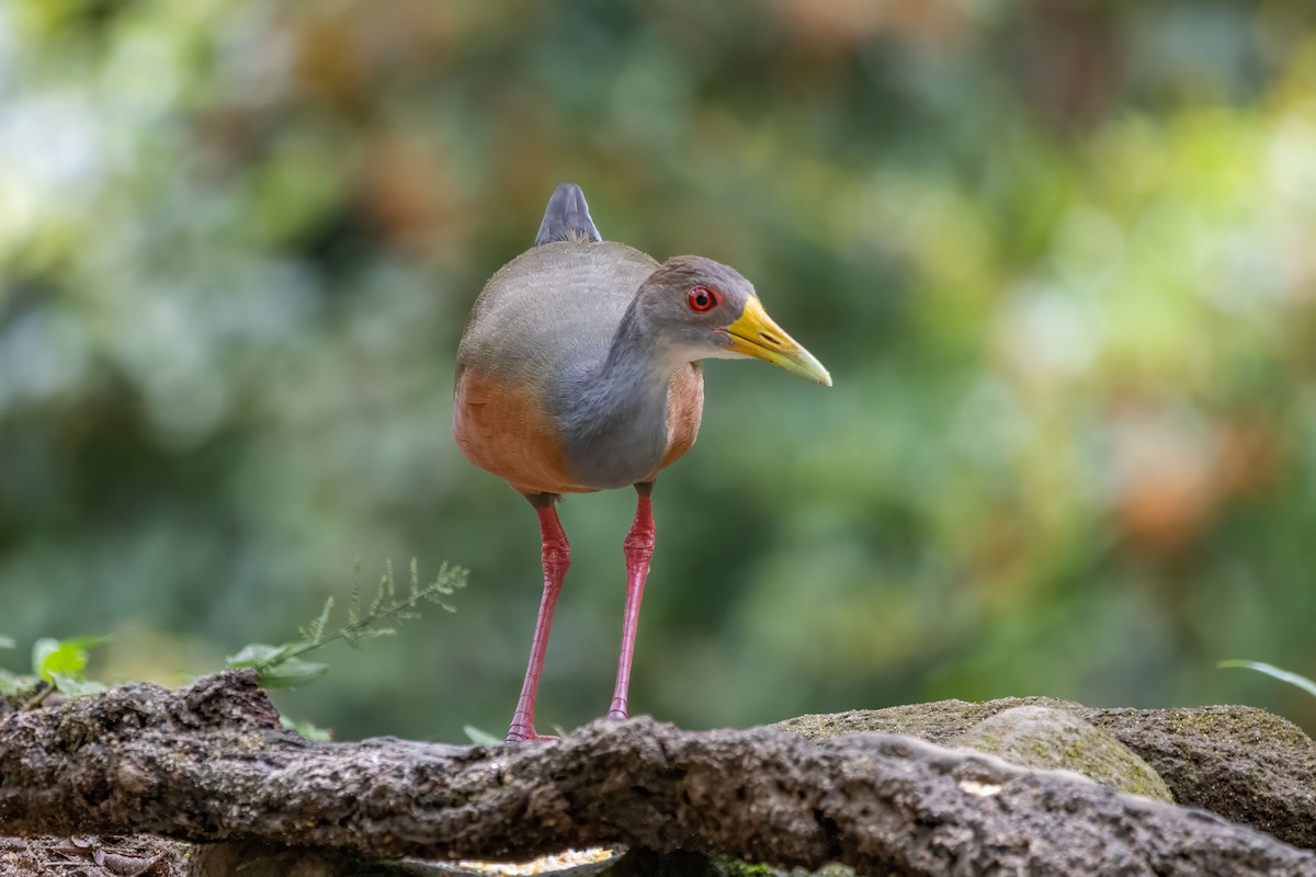 Gray-cowled Wood-Rail - ML642990223