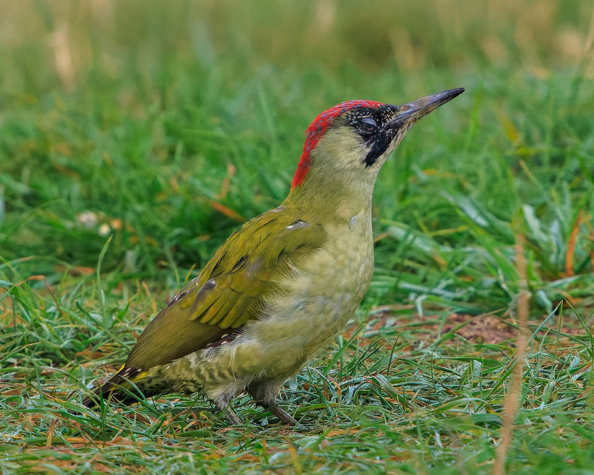 Eurasian Green Woodpecker - ML642990224