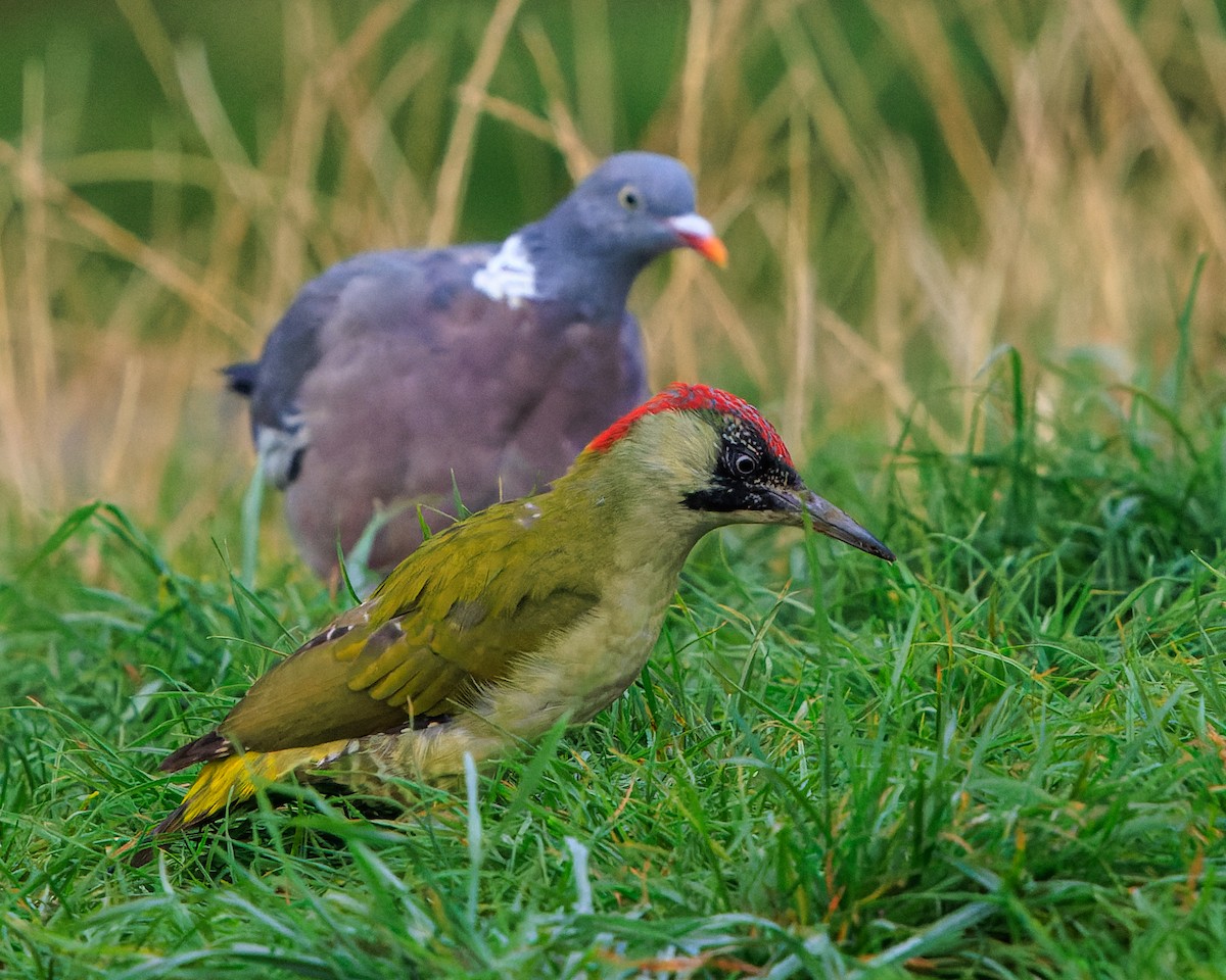 Eurasian Green Woodpecker - ML642990234