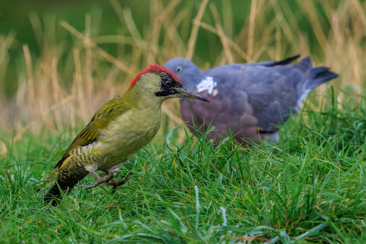 Eurasian Green Woodpecker - ML642990238