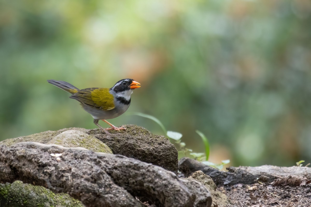 Orange-billed Sparrow - ML642990243