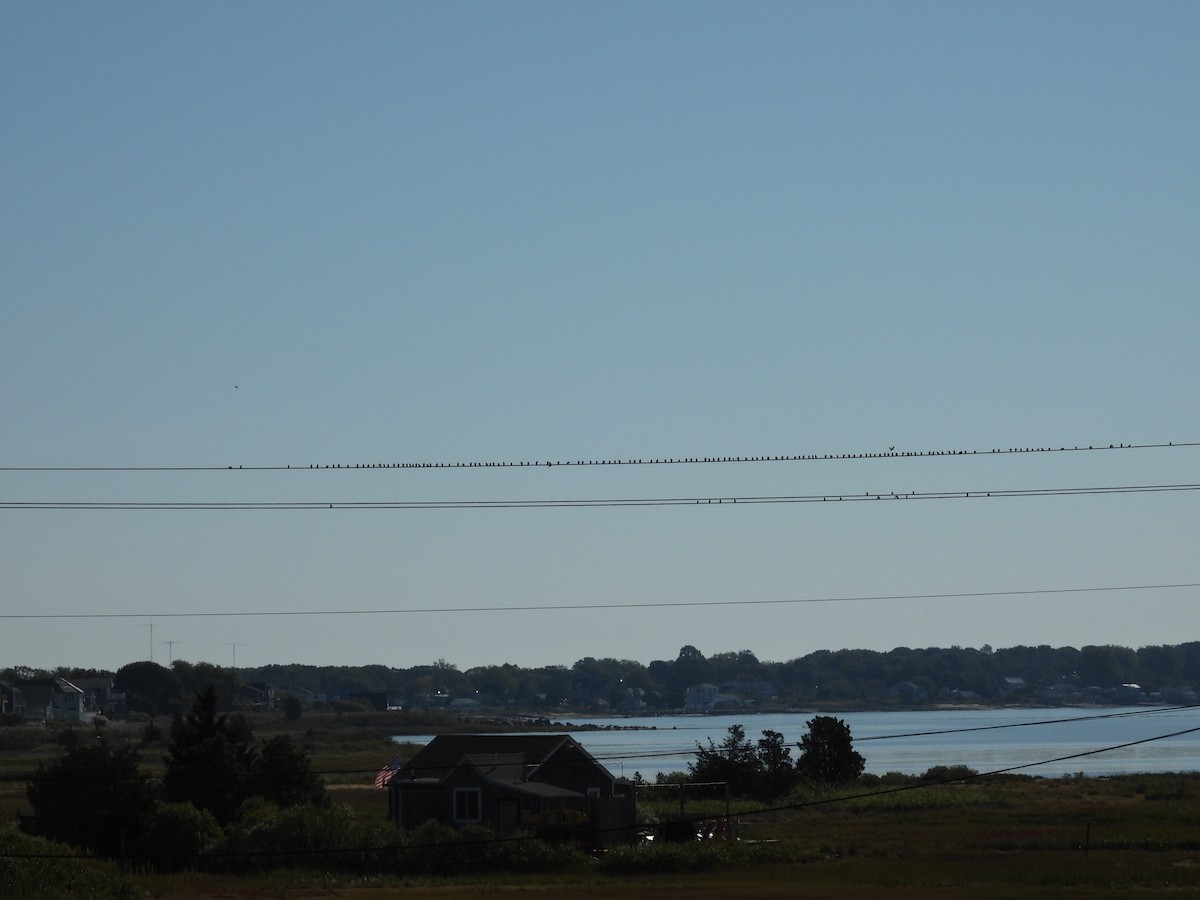Tree Swallow - ML642990246