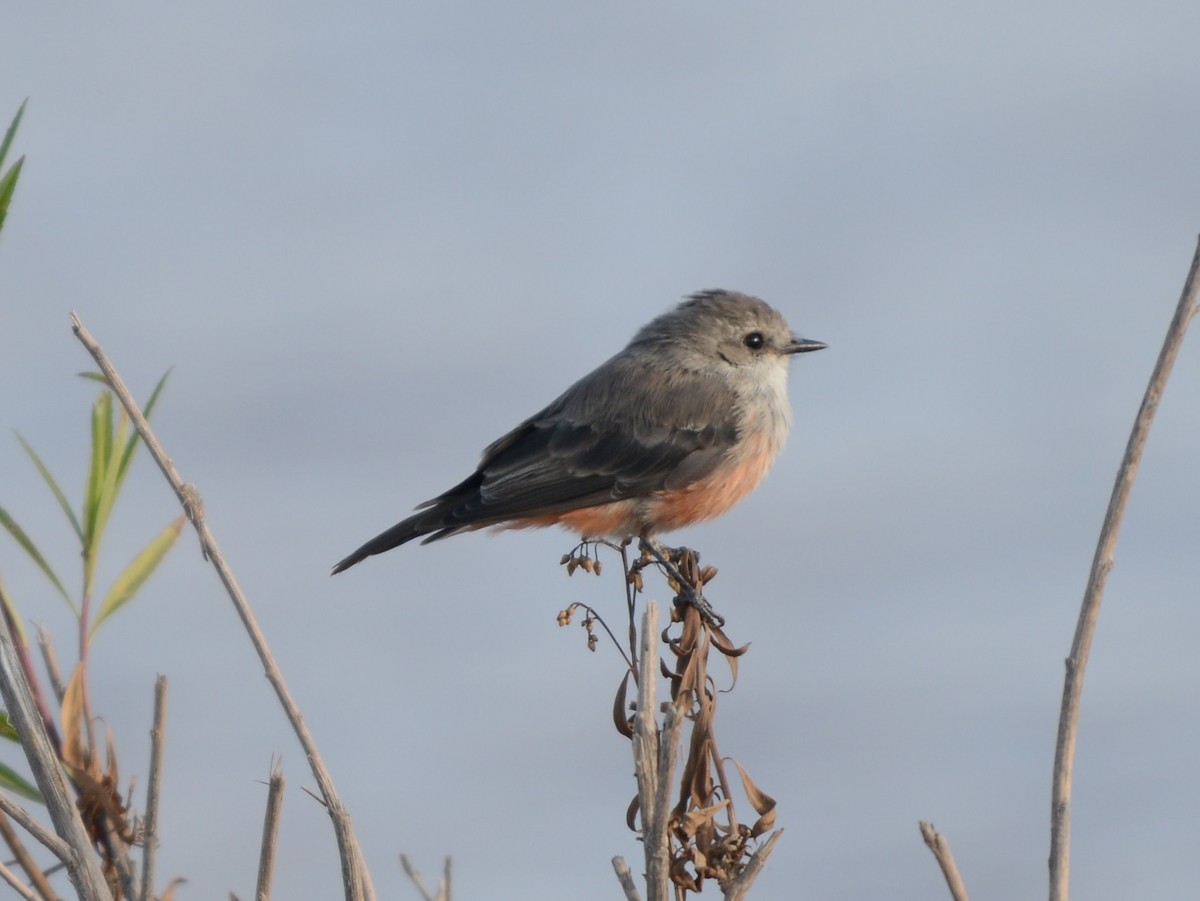 Vermilion Flycatcher - ML642990249