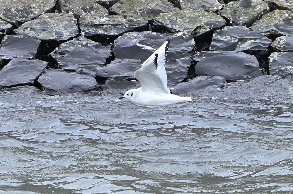 Bonaparte's Gull - ML642990272
