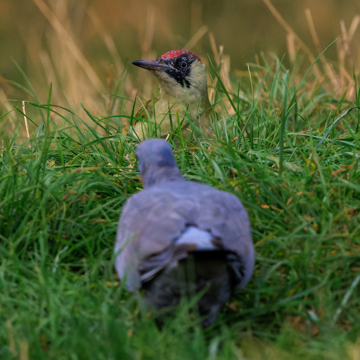 Eurasian Green Woodpecker - ML642990298