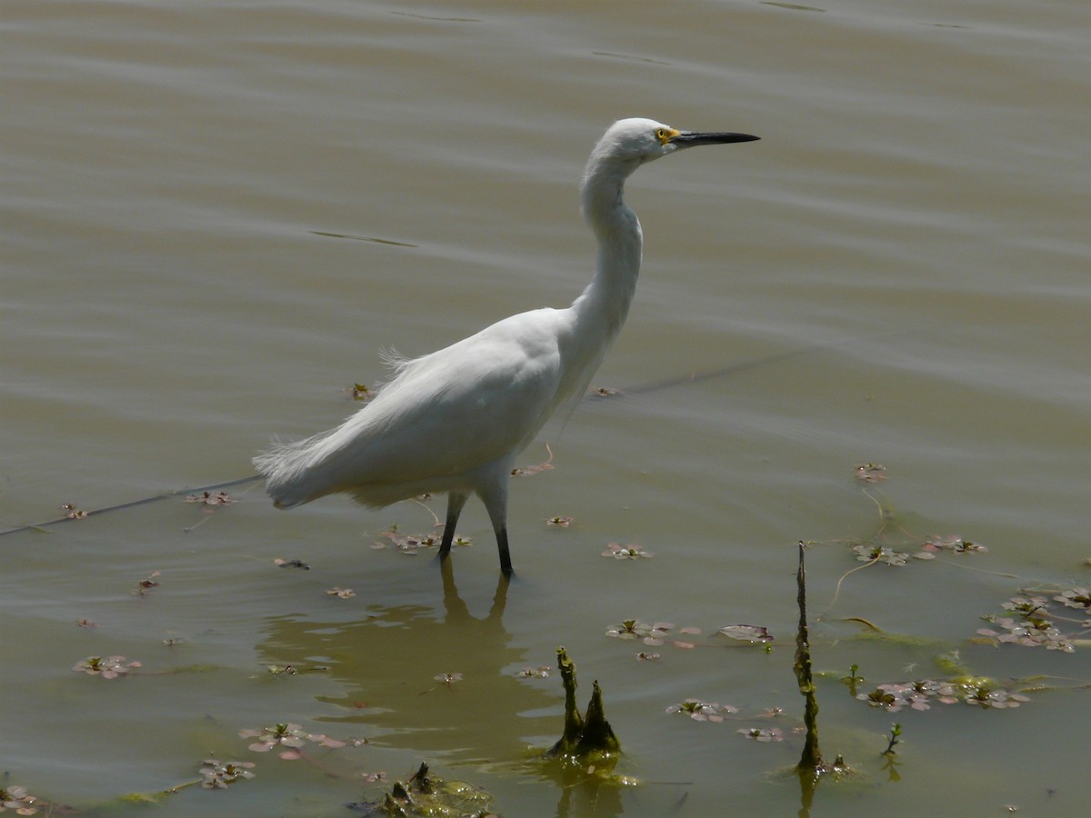 Snowy Egret - ML642990310
