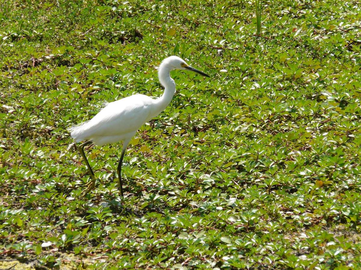 Snowy Egret - ML642990311
