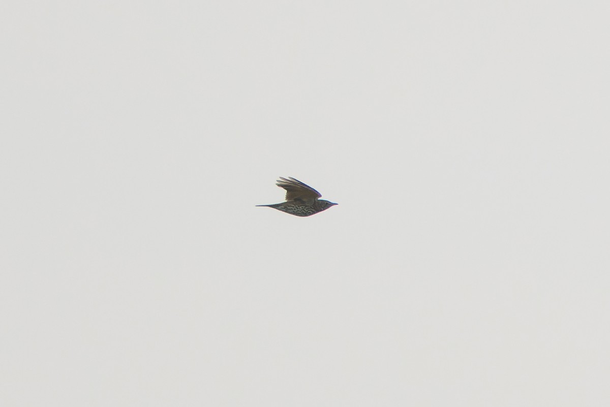 Song Thrush - ML642990323
