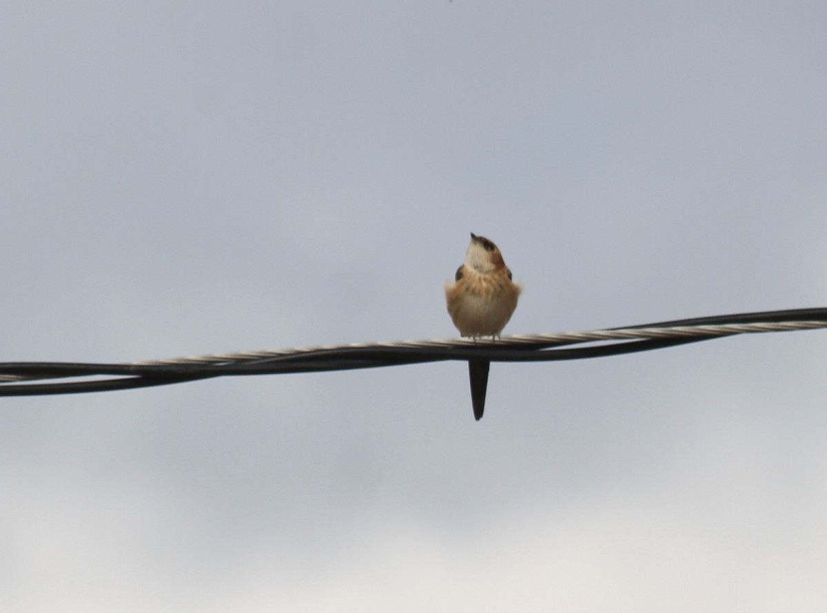 European Red-rumped Swallow - ML642990340