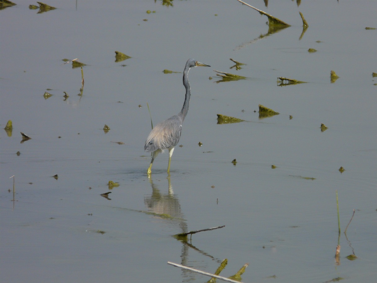 Tricolored Heron - ML642990345